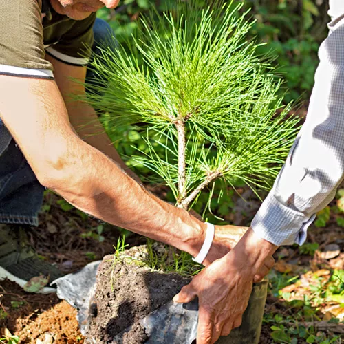 tree planting tree species reforestation