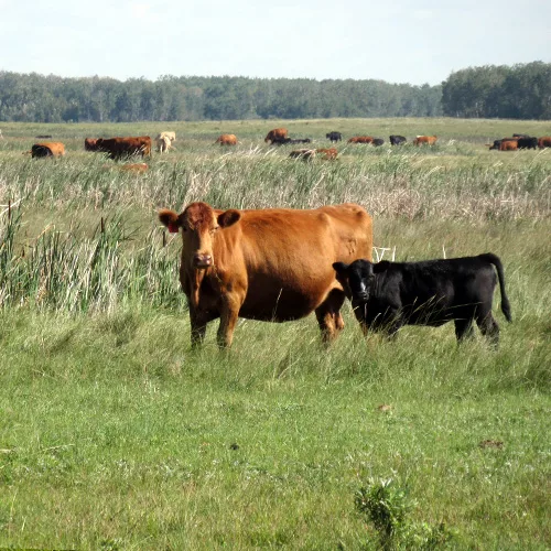 grazing