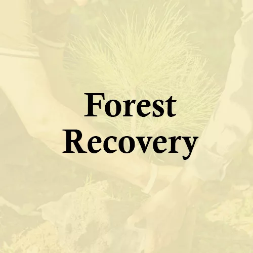 Reforestation Forest Recovery Tree Planting