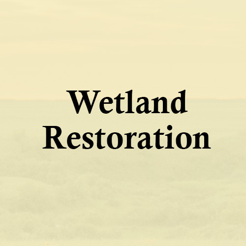 Wetland Restoration