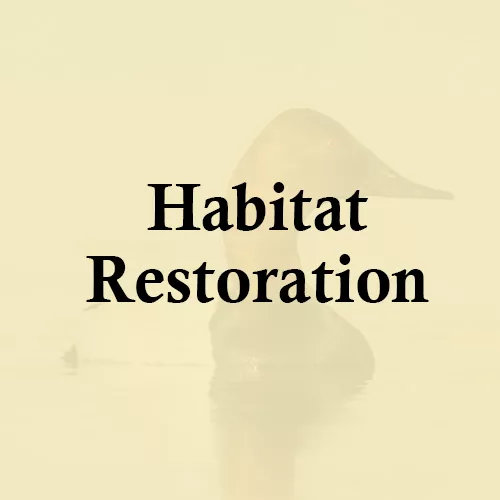 Enhancing Habitat Restoration
